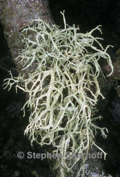 evernia mesomorpha 3 graphic