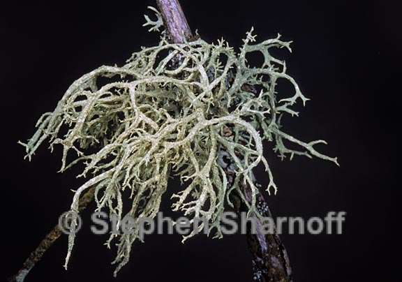 evernia mesomorpha 4 graphic