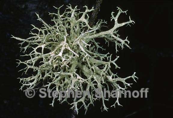 evernia mesomorpha 5 graphic