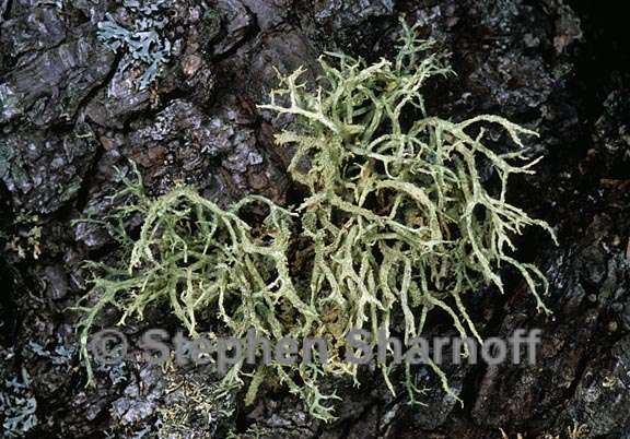 evernia mesomorpha 6 graphic