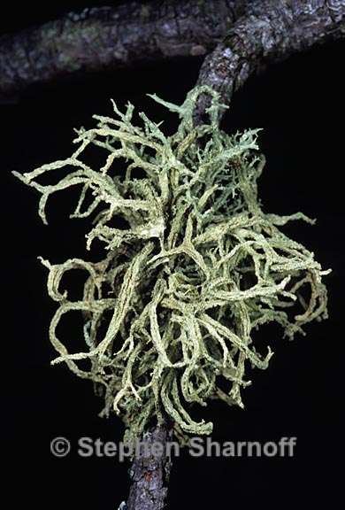 evernia mesomorpha 7 graphic