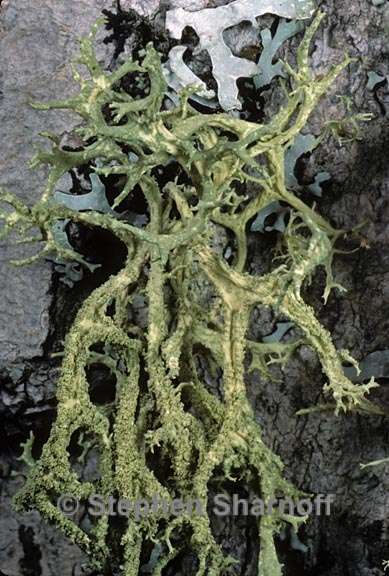 evernia mesomorpha 9 graphic