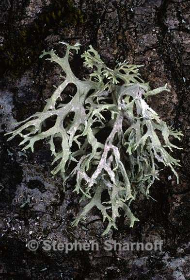 evernia prunastri 10 graphic