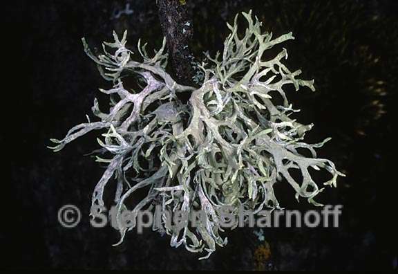 evernia prunastri 11 graphic