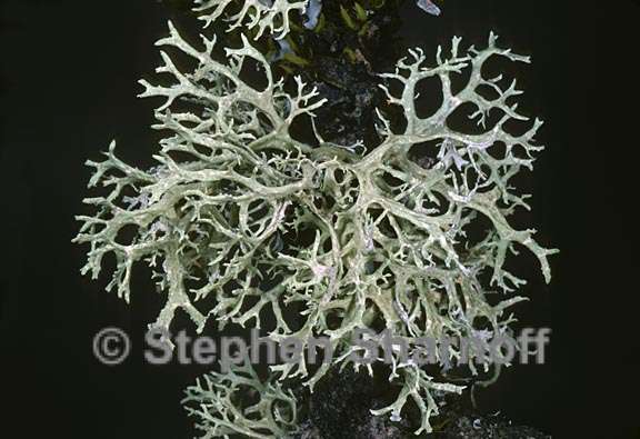 evernia prunastri 12 graphic