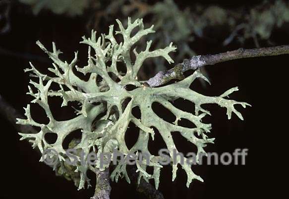 evernia prunastri 13 graphic