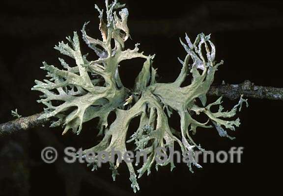 evernia prunastri 14 graphic