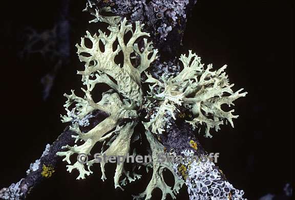 evernia prunastri 15 graphic