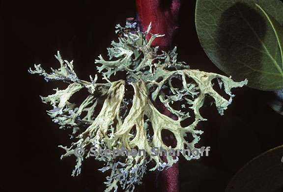 evernia prunastri 16 graphic