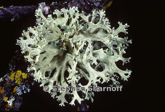 evernia prunastri 17 graphic