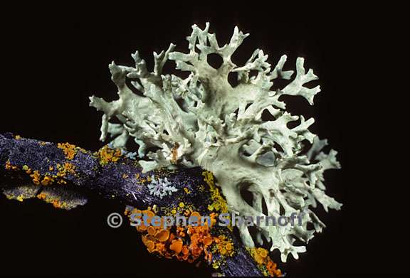 evernia prunastri 18 graphic