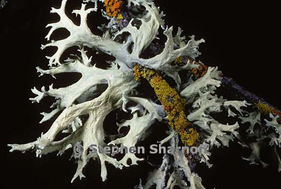 evernia prunastri 19 graphic