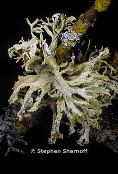 evernia prunastri 20 graphic