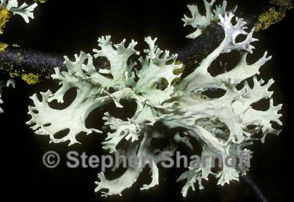 evernia prunastri 3 graphic