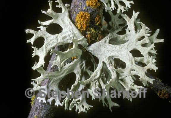 evernia prunastri 4 graphic