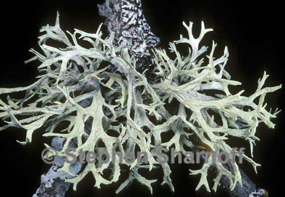 evernia prunastri 5 graphic