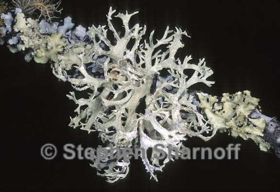 evernia prunastri 6 graphic