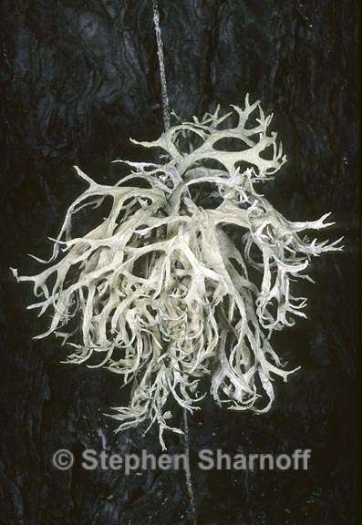 evernia prunastri 7 graphic