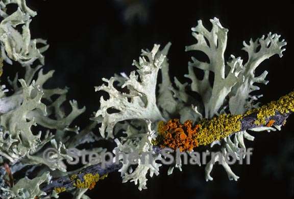 evernia prunastri 8 graphic