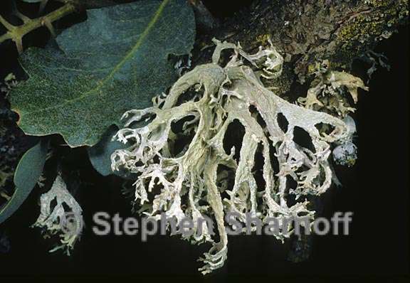 evernia prunastri 9 graphic