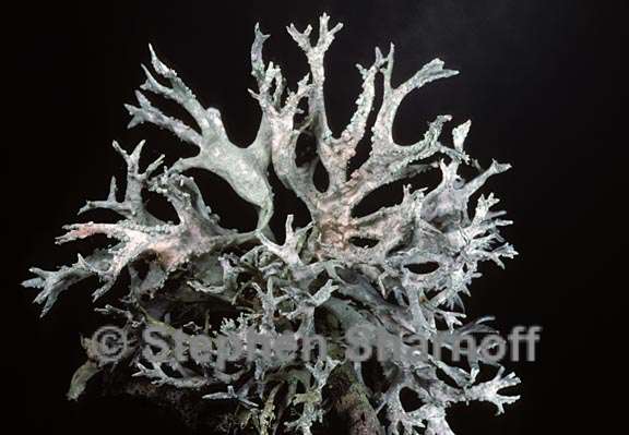 evernia prunastri white 1 graphic