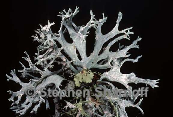 evernia prunastri white 2 graphic