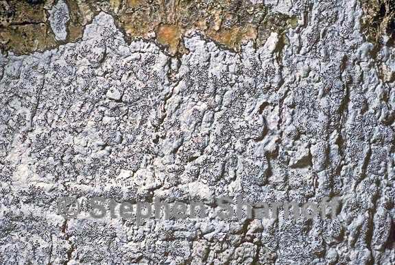 graphis anguinoides 1 graphic