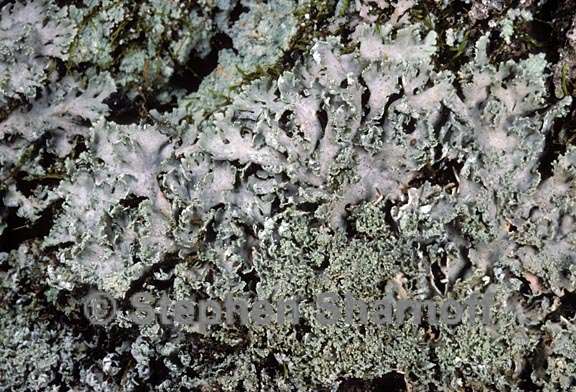 heterodermia squamulosa 5 graphic