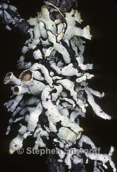 hypogymnia apinnata 1 graphic