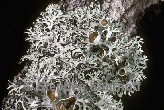 hypogymnia lophyrea 1 graphic