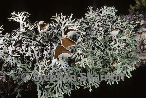 hypogymnia lophyrea 5 graphic