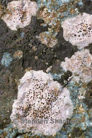 ionaspis lavata 9 graphic