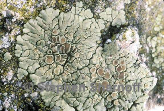 lecanora 3 graphic