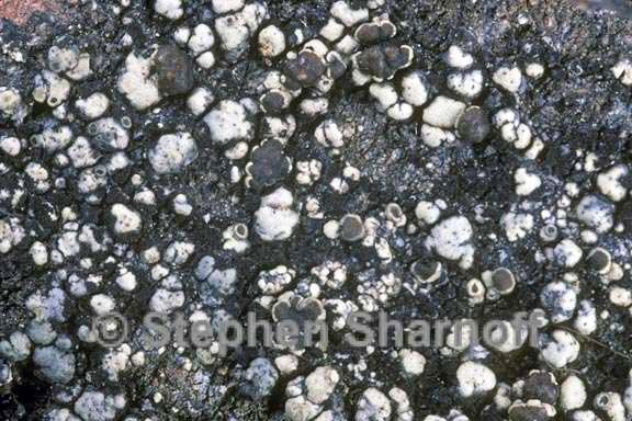 lecanora 4 graphic