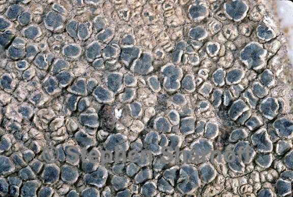 lecanora 5 graphic