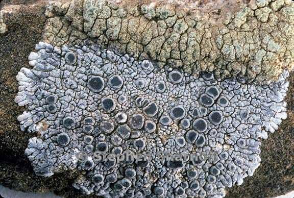 lecanora 1298 34 graphic