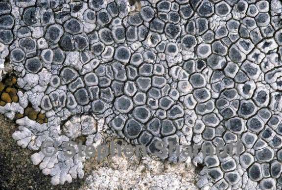 lecanora 6 graphic