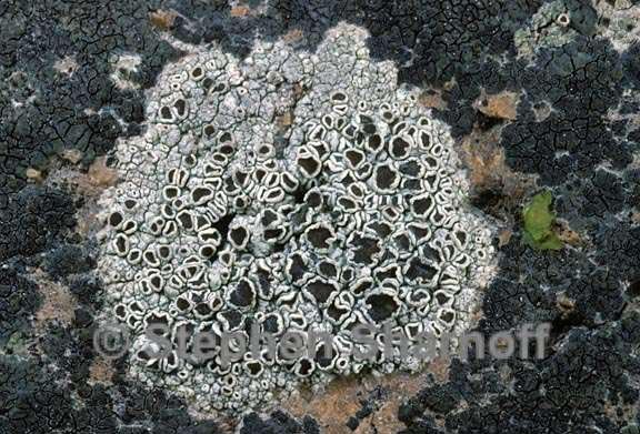 lecanora 1486.28 graphic