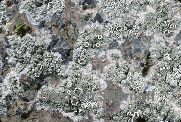 lecanora 8 graphic