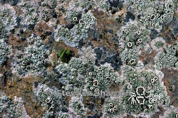 lecanora 1486 37 graphic