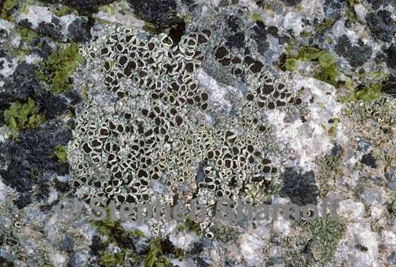 lecanora 1487.34 graphic