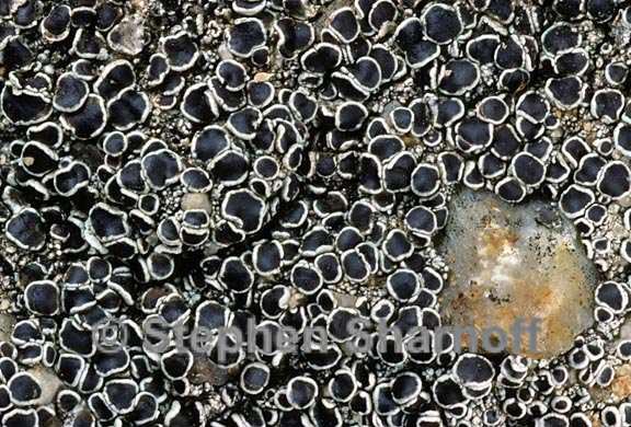 lecanora 1626.10 graphic