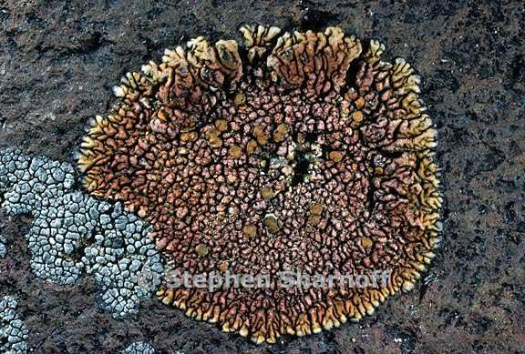 lecanora 675 13 graphic