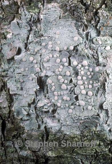 lecanora albella graphic