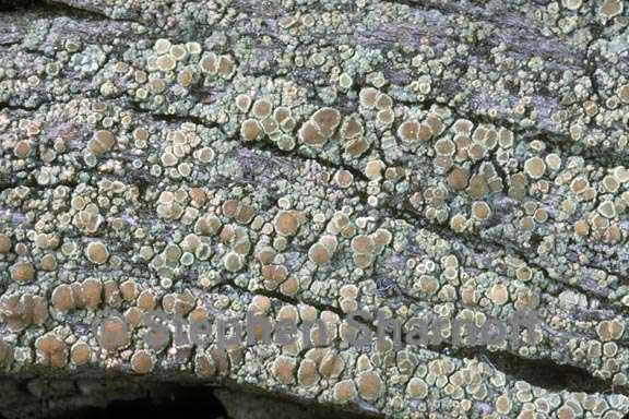 lecanora albellula 1 graphic