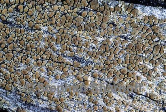 lecanora albellula 3 graphic