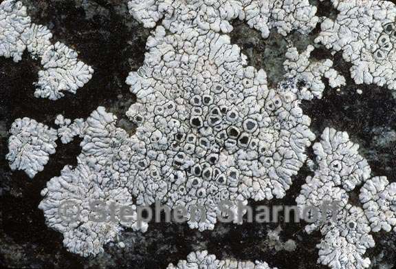 lecanora albocaesiella graphic