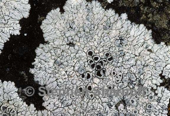 lecanora albocaesiella poss 2 graphic