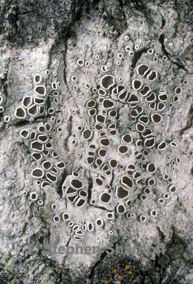 lecanora allophana 1 graphic