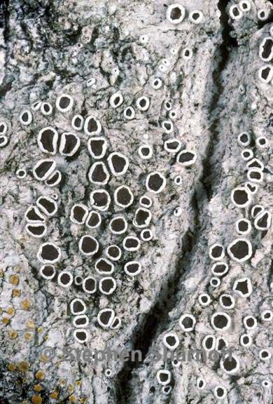 lecanora allophana 2 graphic